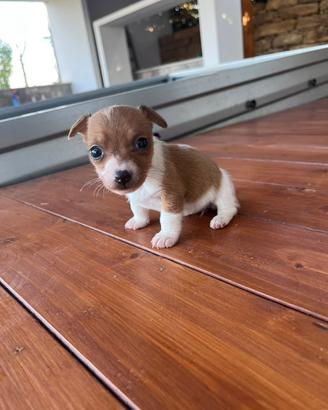 Jack russel toy