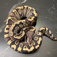 Ball Phyton, Pitone Reale, Rettili, Serpenti