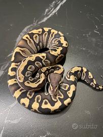 Ball Phyton, Pitone Reale, Rettili, Serpenti