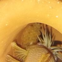 Ancistrus Gold Coppia riproduttiva