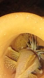 Ancistrus Gold Coppia riproduttiva