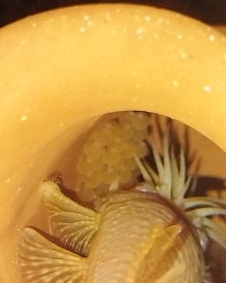 Ancistrus Gold Coppia riproduttiva