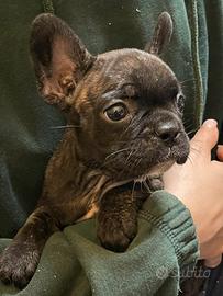 Bulldog francese cuccioli