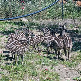Piccoli di EMU'
