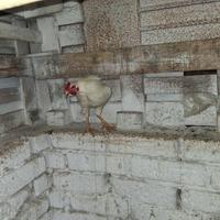 Coppia araucane bianche