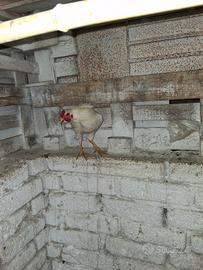 Coppia araucane bianche