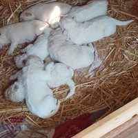 Cucciolo di pastore maremmano