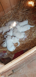 Cucciolo di pastore maremmano