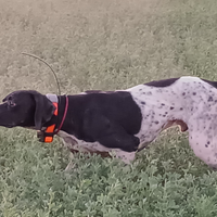 Pointer maschio 3 anni