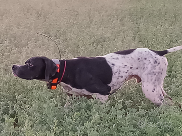 Pointer maschio 3 anni