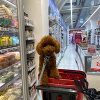 Barboncino red disponibile per accoppiamento/monta