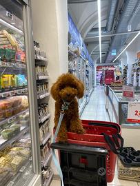 Barboncino red disponibile per accoppiamento/monta