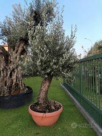 Ulivo per giardino