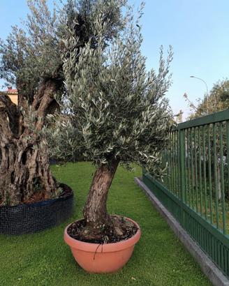 Ulivo per giardino