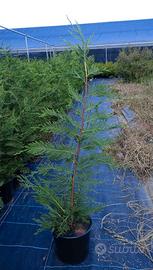 leylandi da siepe vaso 19