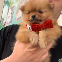 Spitz rossiccio mini toy koreano