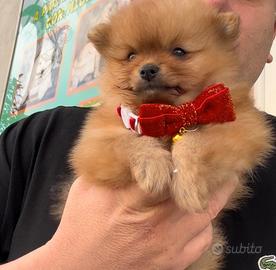 Spitz rossiccio mini toy koreano