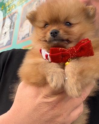 Spitz rossiccio mini toy koreano