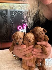 Maschietto e femminuccia