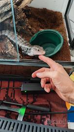 Scinco lingua blu tiliqua
