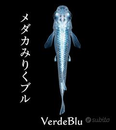 Medaka Miyuki Blù - leggere la descrizione