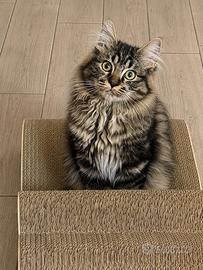 Gatto Siberiano