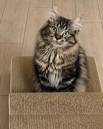 Gatto Siberiano