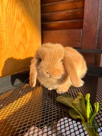 Cucciolo coniglio Ariete nano