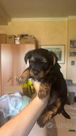 Cuccioli di Yorkshire Terrier