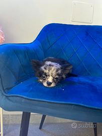 Cucciolo chihuahua pelo lungo mini merle
