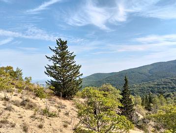 Terreno Panoramico con Rudere Edificabile