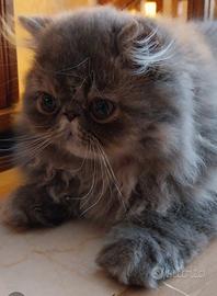Cucciolo persiano gatto