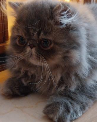 Gatto persiano