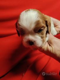 Cavalier king pedigree