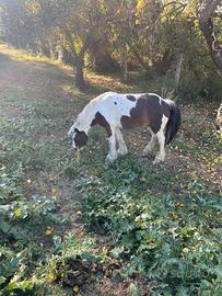 Cavalla Gypsy Vanner