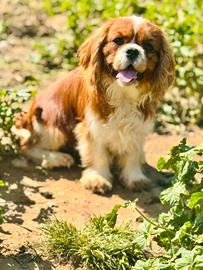 Cucciolone - Cavalier King Charles S. con Pedigree