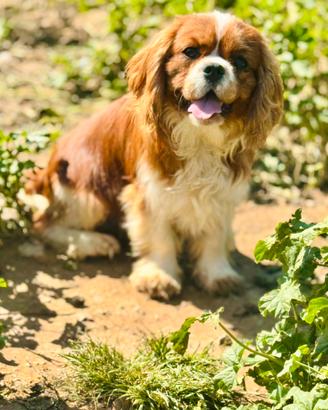 Cucciolone - Cavalier King Charles S. con Pedigree