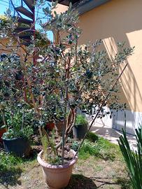 Feconia albero da frutto