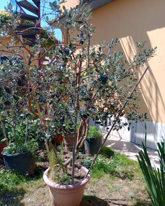 Feconia albero da frutto