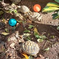 Tartarughe di terra Testudo hermanni