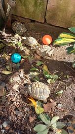 Tartarughe di terra Testudo hermanni