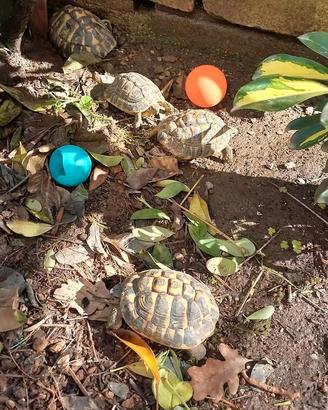 Tartarughe di terra Testudo hermanni