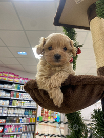 Maltipoo toy