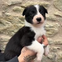 Cuccioli Border Collie linea da lavoro :)
