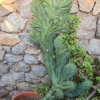 Myrtillocactus geometrizans crestato