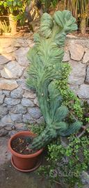 Myrtillocactus geometrizans crestato