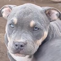 American bully