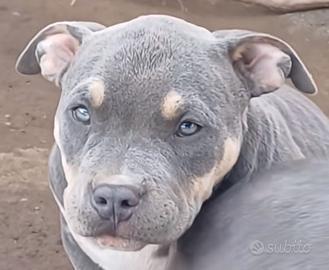 American bully