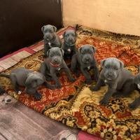 Cani corso