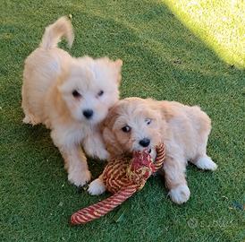 Maltipoo Toy